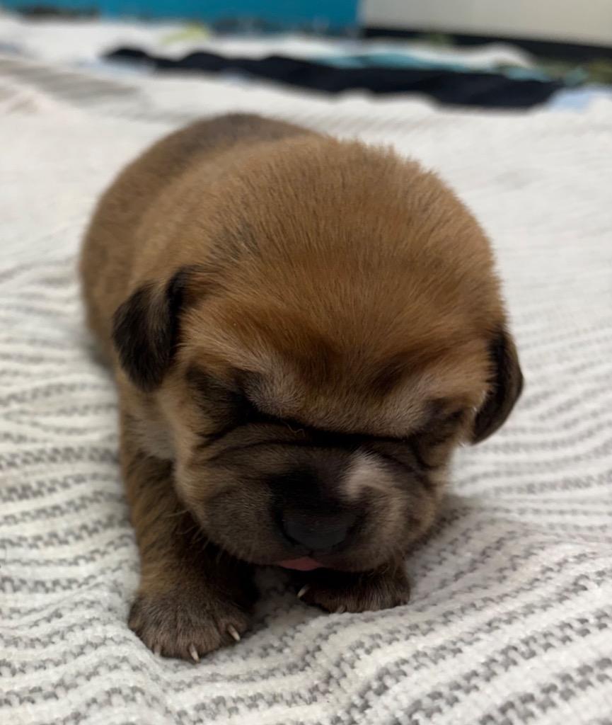 Enlarge Plum, a Adoptable mixed breed in Greeneville, TN image 3/6