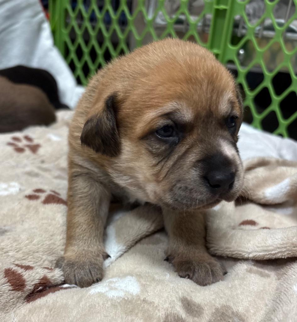 Enlarge Plum, a Adoptable mixed breed in Greeneville, TN image 4/6