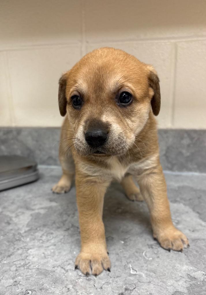 Enlarge Plum, a Adoptable mixed breed in Greeneville, TN image 5/6