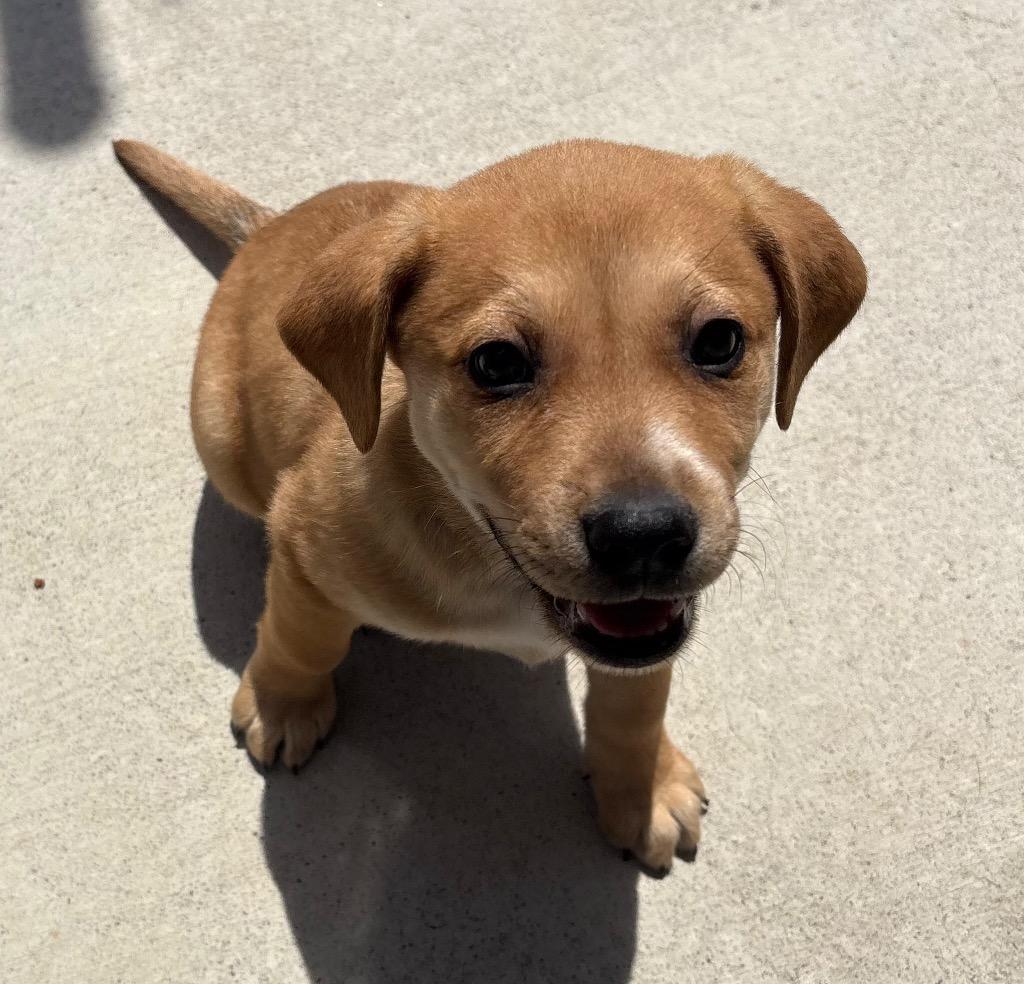Enlarge Plum, a Adoptable mixed breed in Greeneville, TN image 6/6