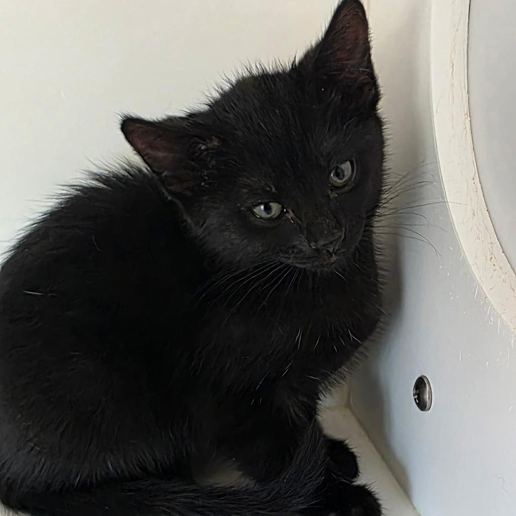 Raven, Adoptable, Kitten Female Domestic Short Hair.