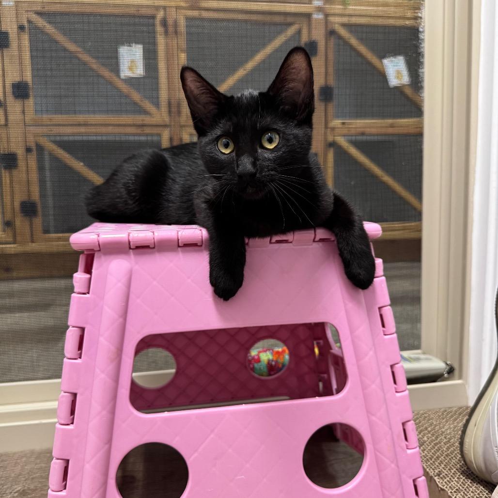 Raven, a Adoptable Domestic Short Hair in Port Angeles, WA image 2/6