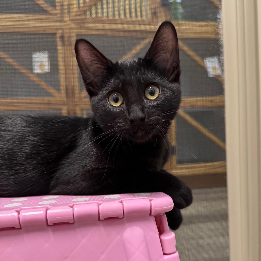 Raven, a Adoptable Domestic Short Hair in Port Angeles, WA image 3/6