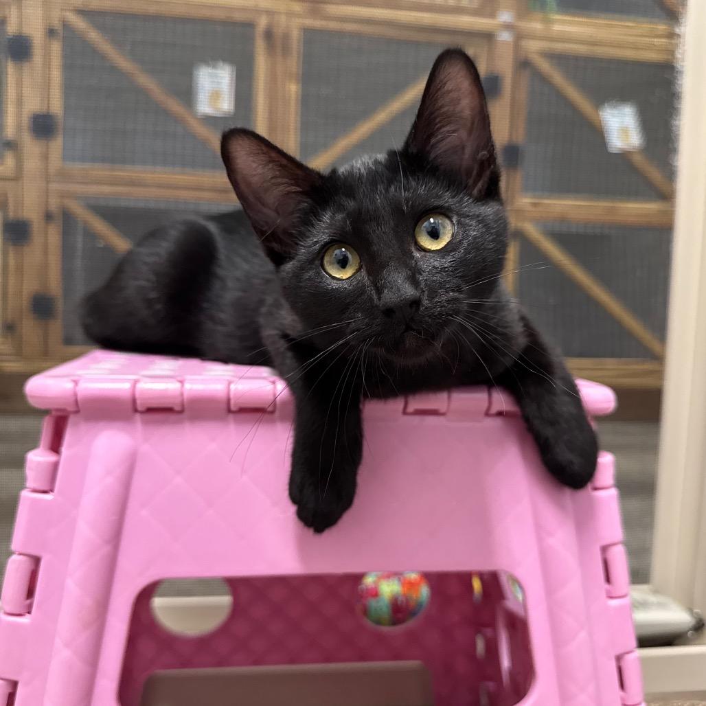 Raven, a Adoptable Domestic Short Hair in Port Angeles, WA image 4/6