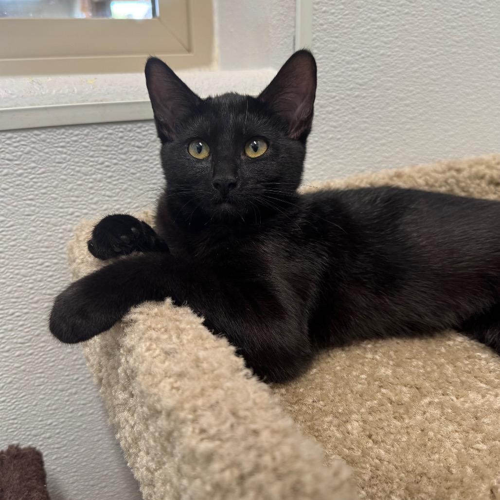 Raven, a Adoptable Domestic Short Hair in Port Angeles, WA image 5/6