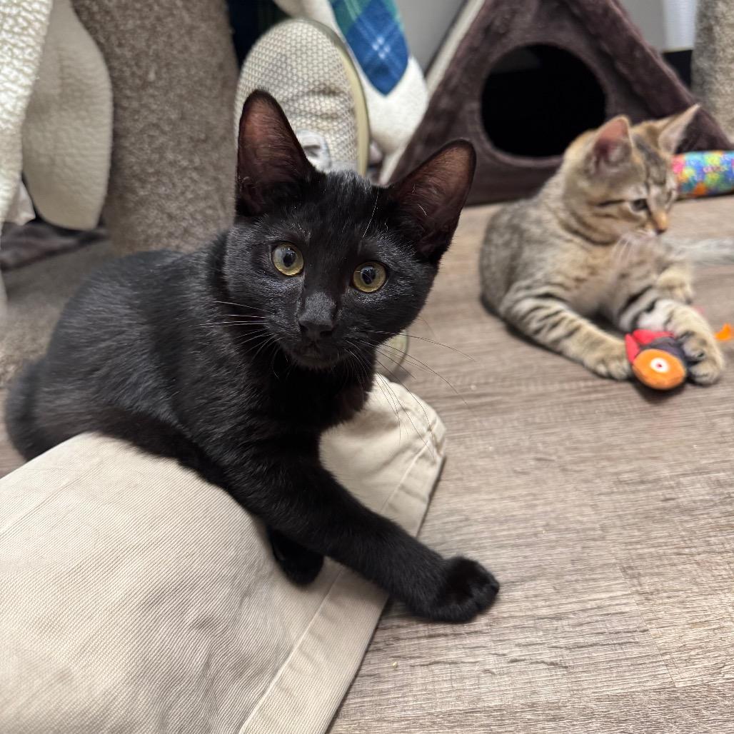 Raven, a Adoptable Domestic Short Hair in Port Angeles, WA image 6/6