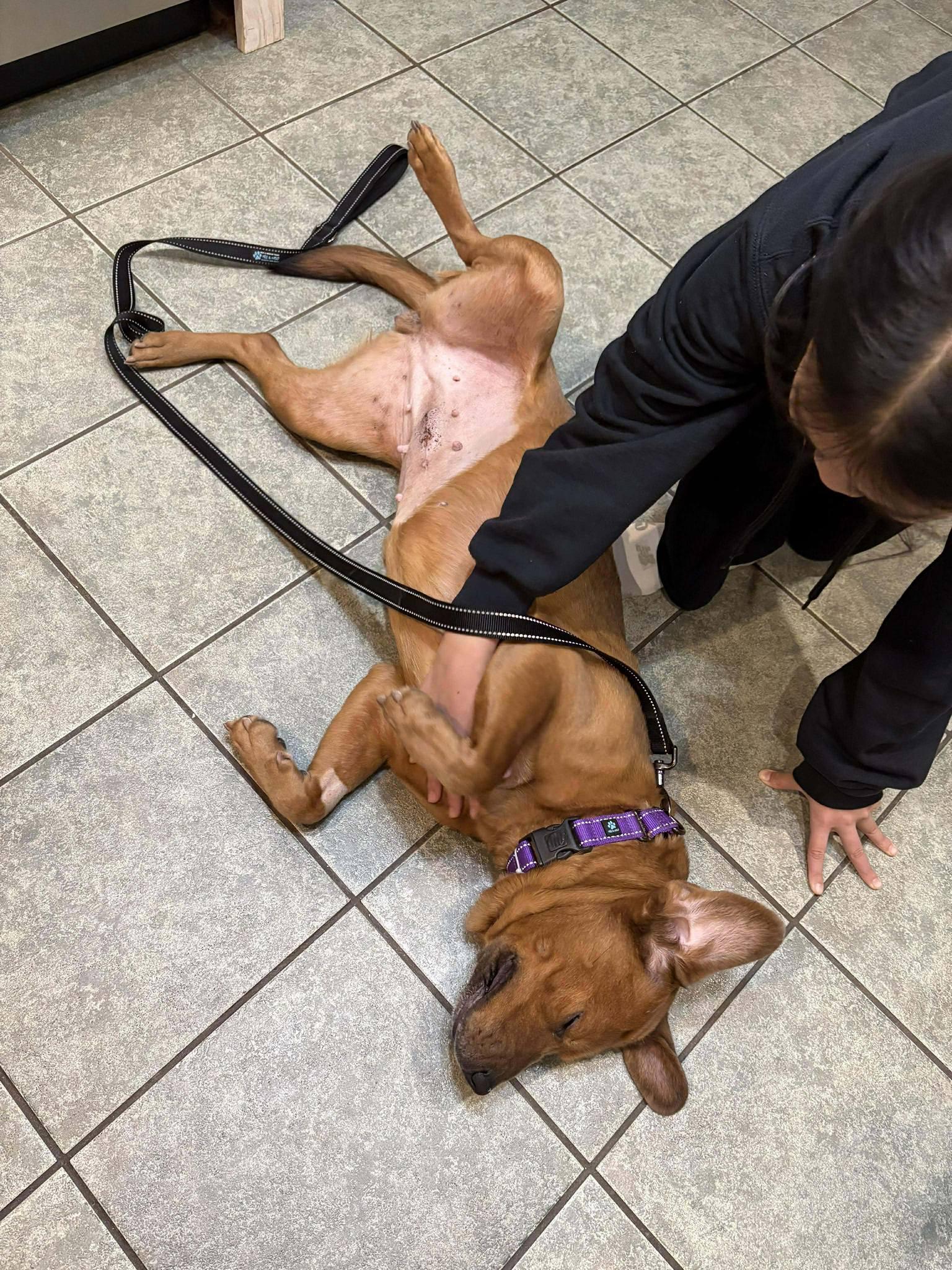 Ginger, adopted, Young Female Mixed Breed.