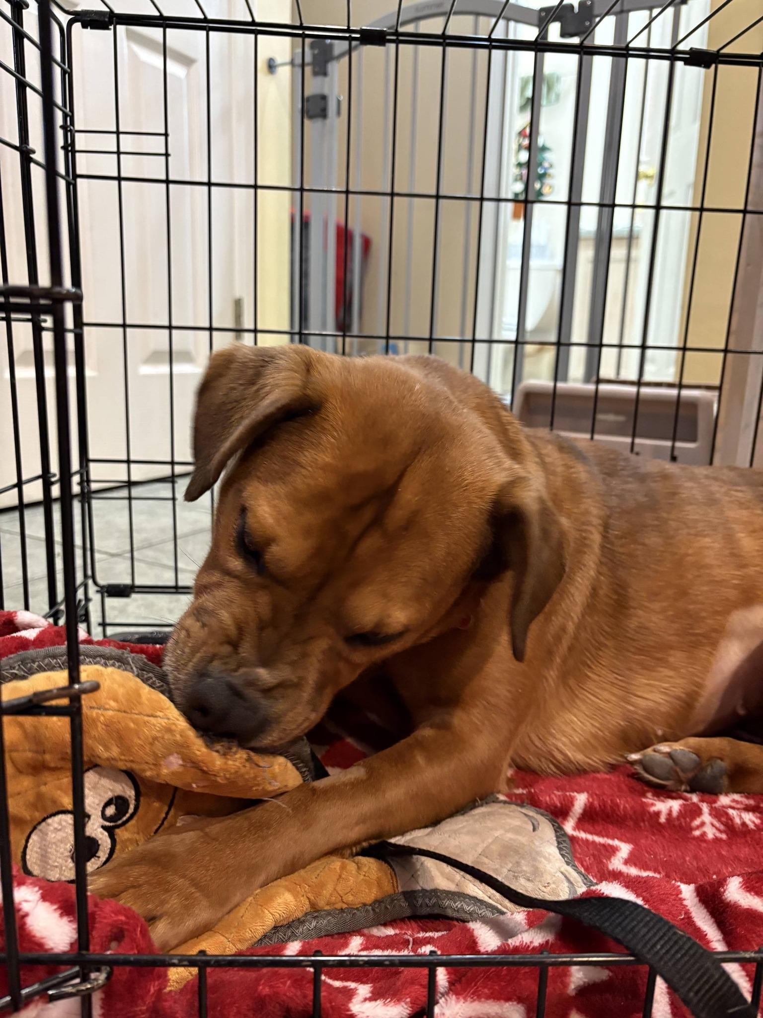 Enlarge Ginger, a ADOPTABLE mixed breed in Maybrook, NY image 2/5