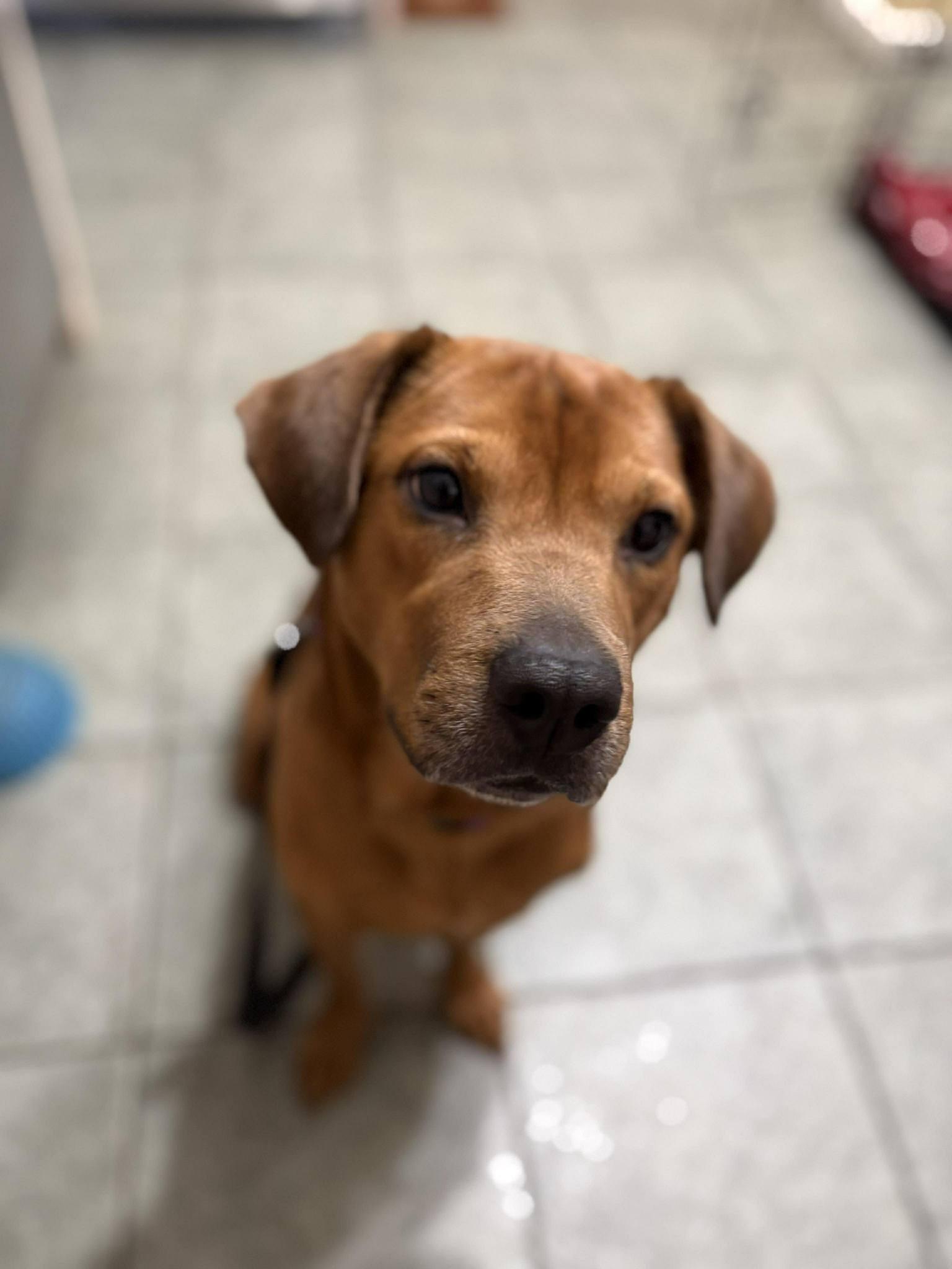 Enlarge Ginger, a ADOPTABLE mixed breed in Maybrook, NY image 3/5