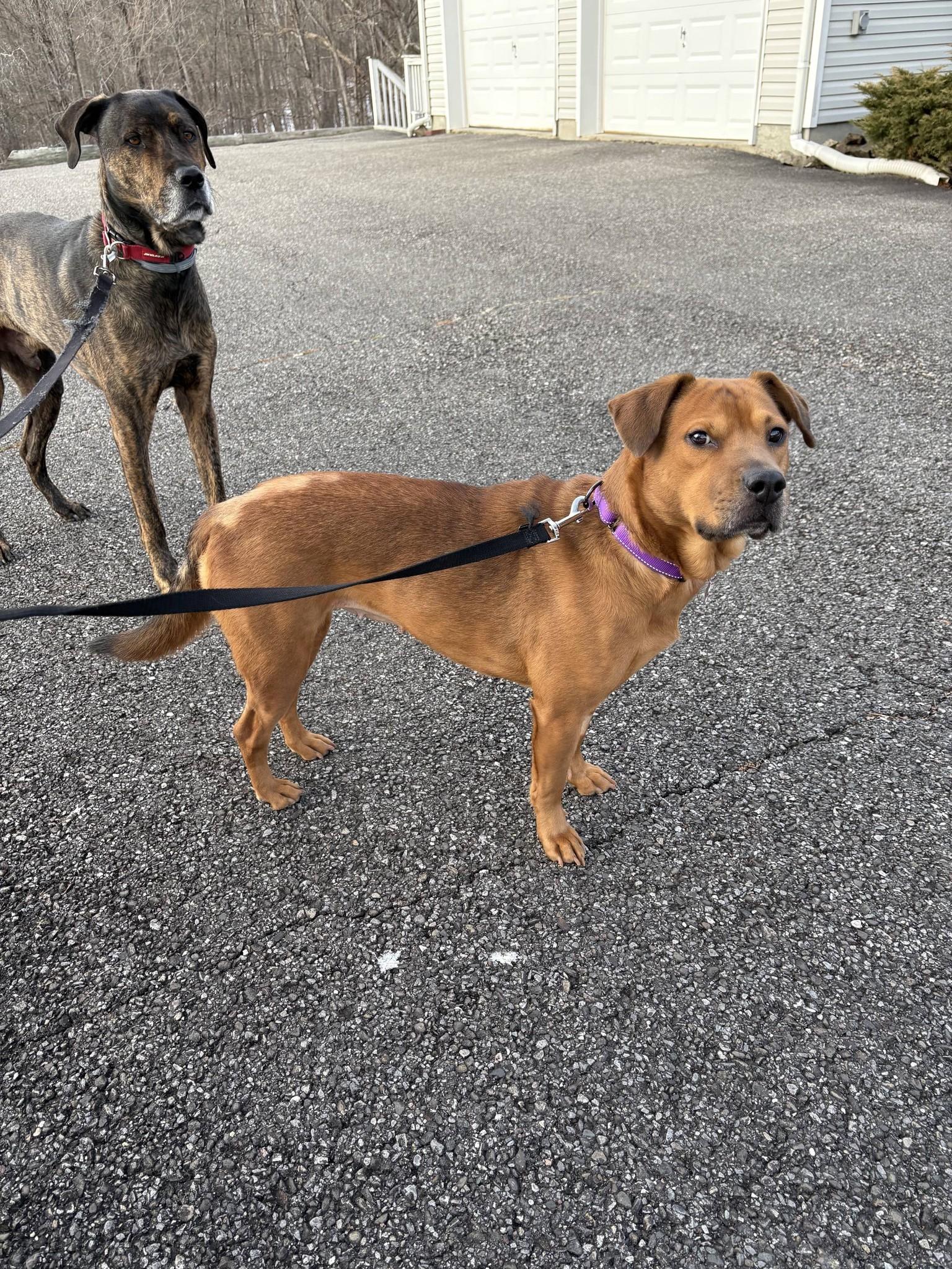 Enlarge Ginger, a ADOPTABLE mixed breed in Maybrook, NY image 4/5