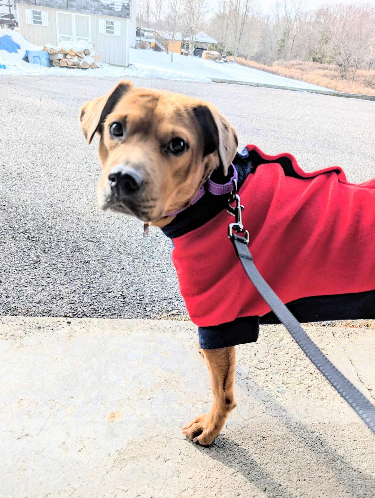Enlarge Ginger, a ADOPTABLE mixed breed in Maybrook, NY image 5/5