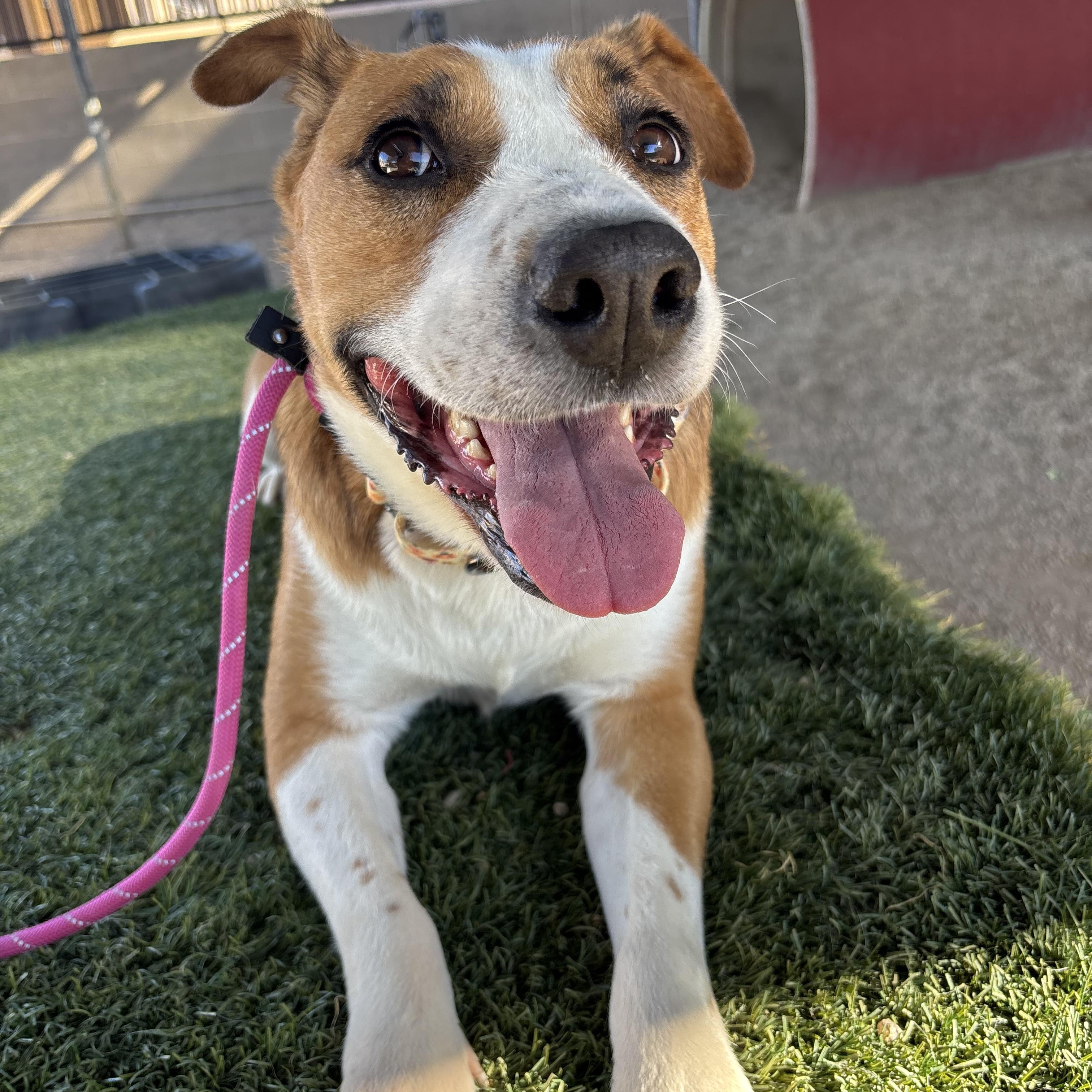 Enlarge Feta, an adoptable mixed breed in Phoenix, AZ image 4/4