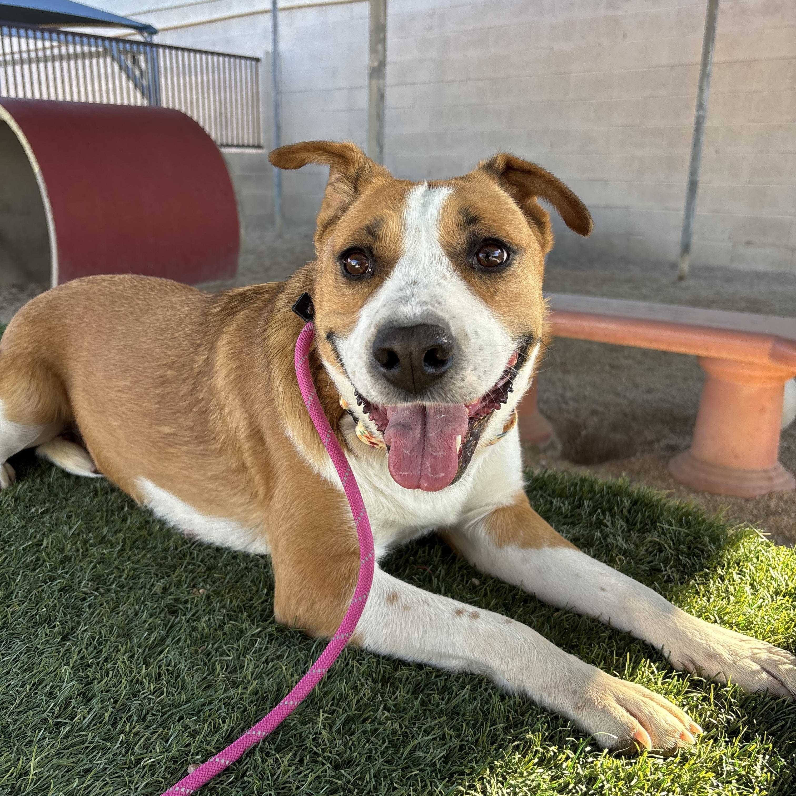 Feta, adoptable, Adult Female Australian Cattle Dog / Blue Heeler.