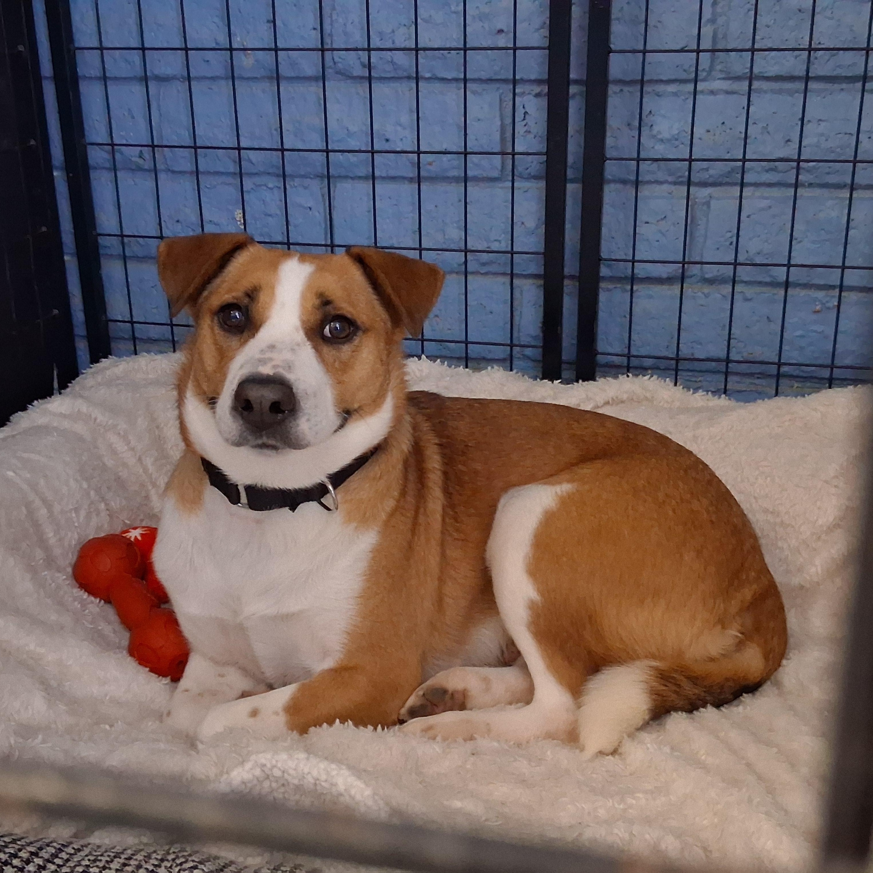 Enlarge Feta, an adoptable mixed breed in Phoenix, AZ image 2/4