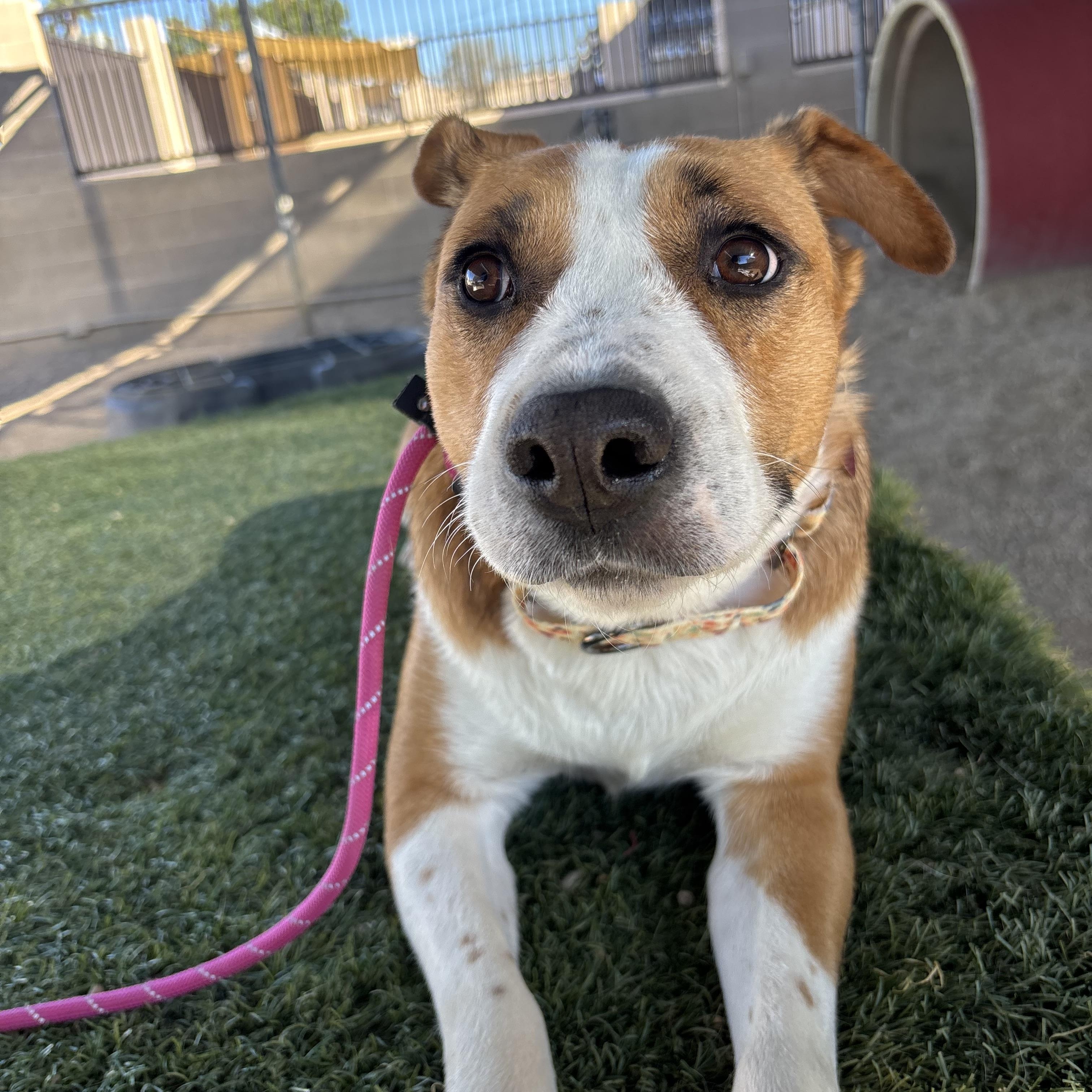 Enlarge Feta, an adoptable mixed breed in Phoenix, AZ image 3/4