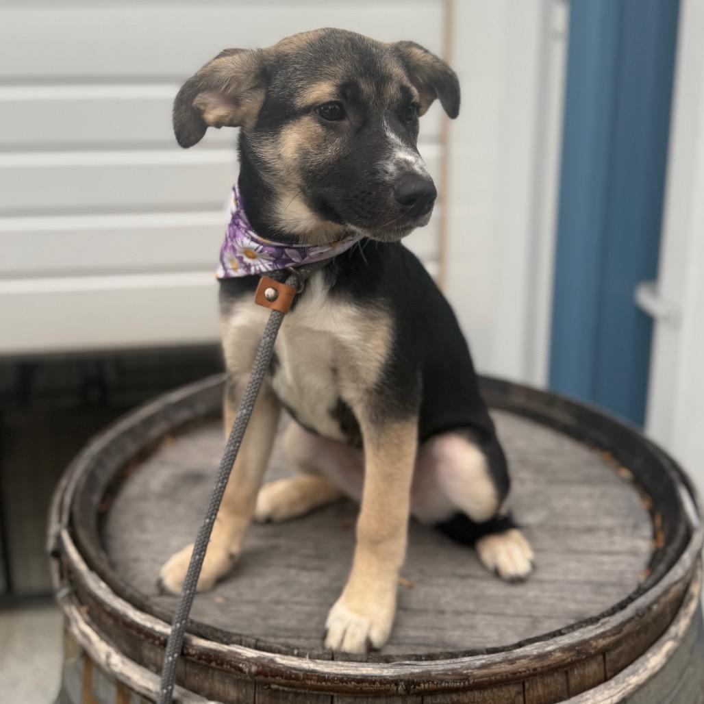 Biscotti, a Adoptable mixed breed in Newberg, OR image 1/6