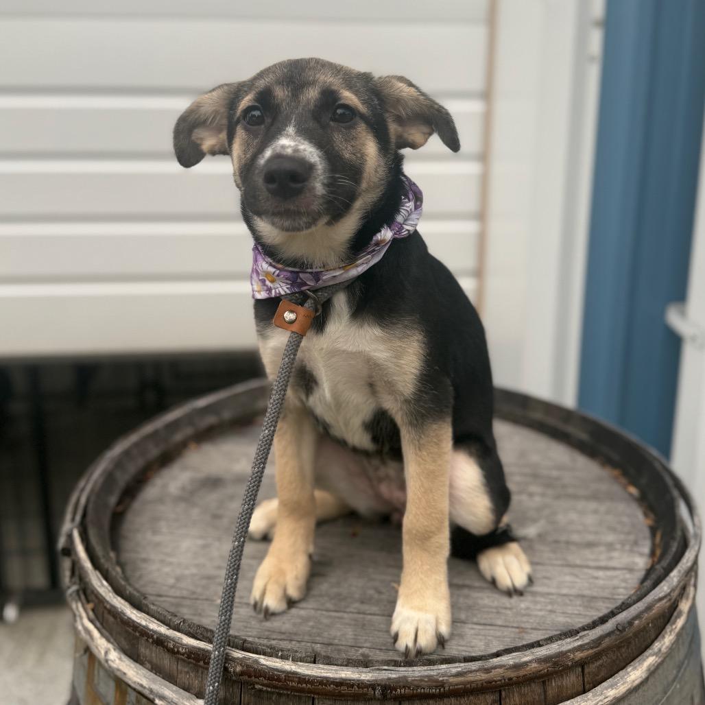 Biscotti, a Adoptable mixed breed in Newberg, OR image 2/6