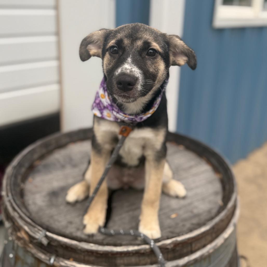 Biscotti, a Adoptable mixed breed in Newberg, OR image 3/6