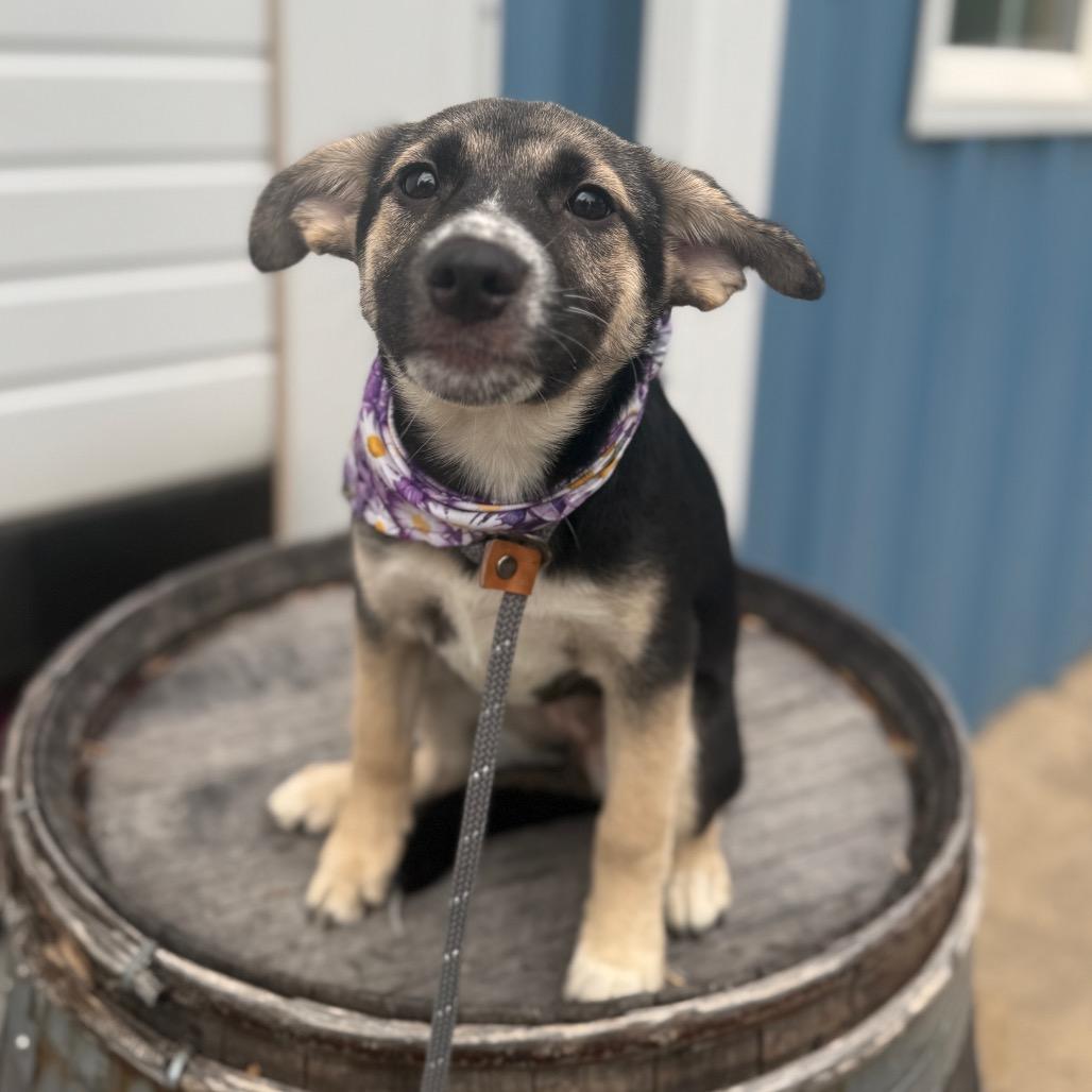 Biscotti, a Adoptable mixed breed in Newberg, OR image 4/6