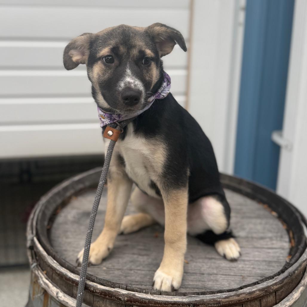 Biscotti, a Adoptable mixed breed in Newberg, OR image 5/6