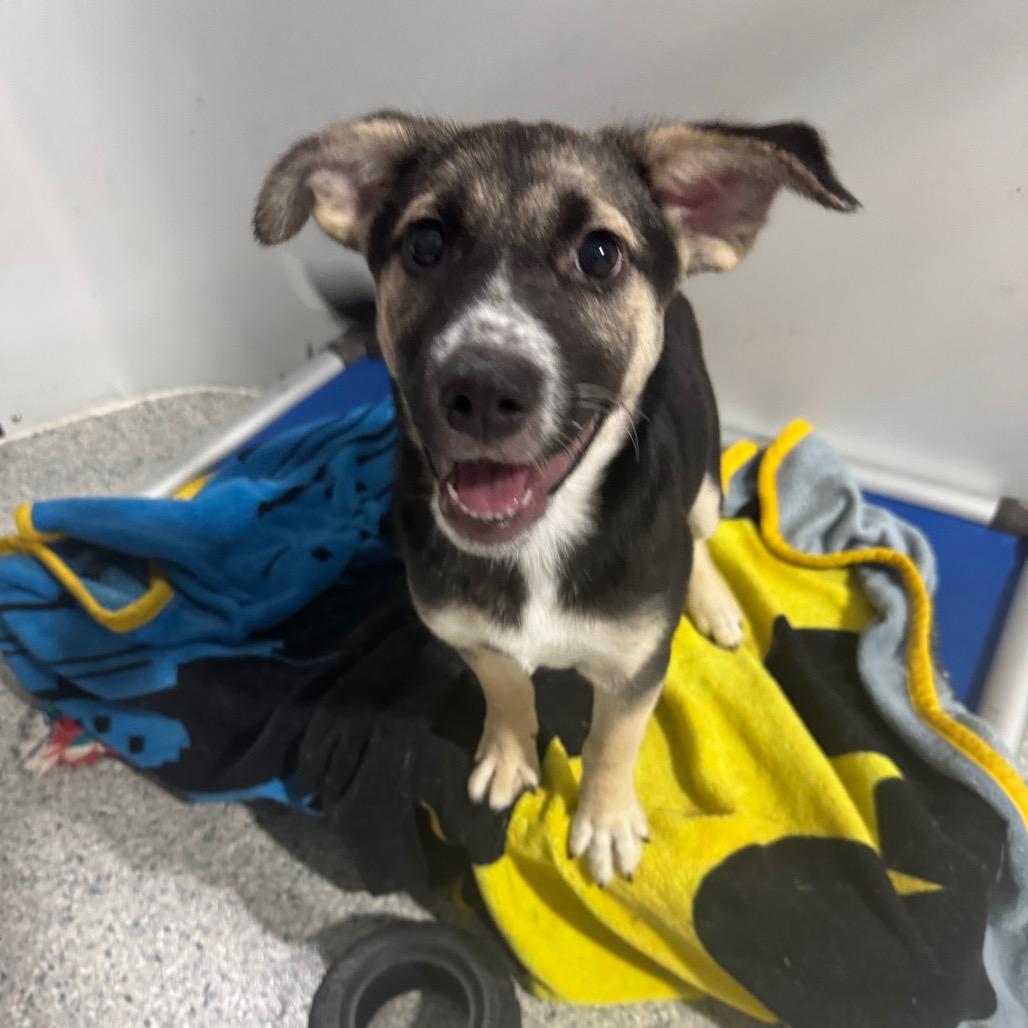 Biscotti, a Adoptable mixed breed in Newberg, OR image 6/6