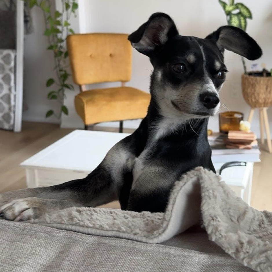 Rhemi, an adopted mixed breed in Orillia, ON image 2/4
