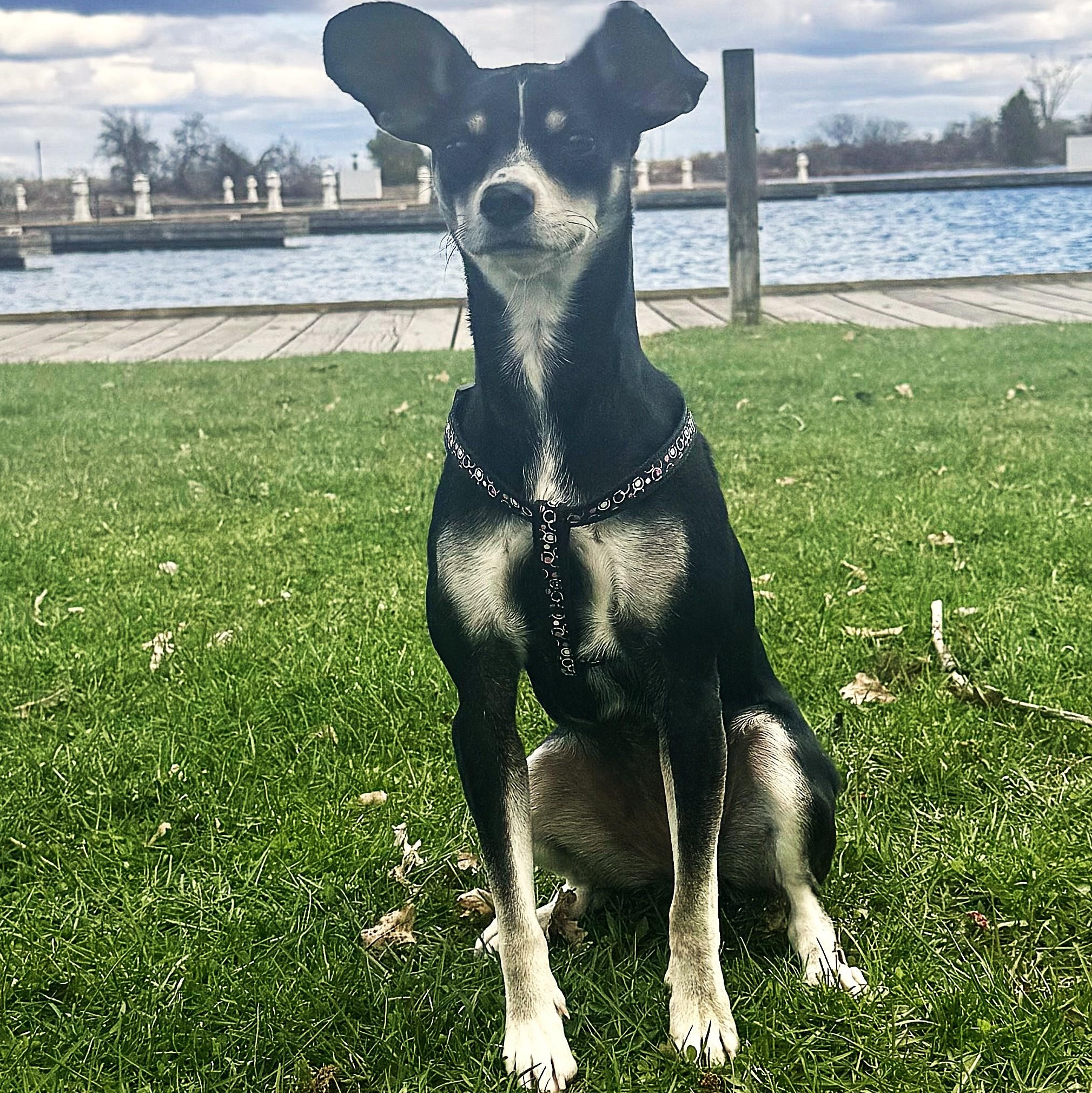 Rhemi, an adopted mixed breed in Orillia, ON image 4/4