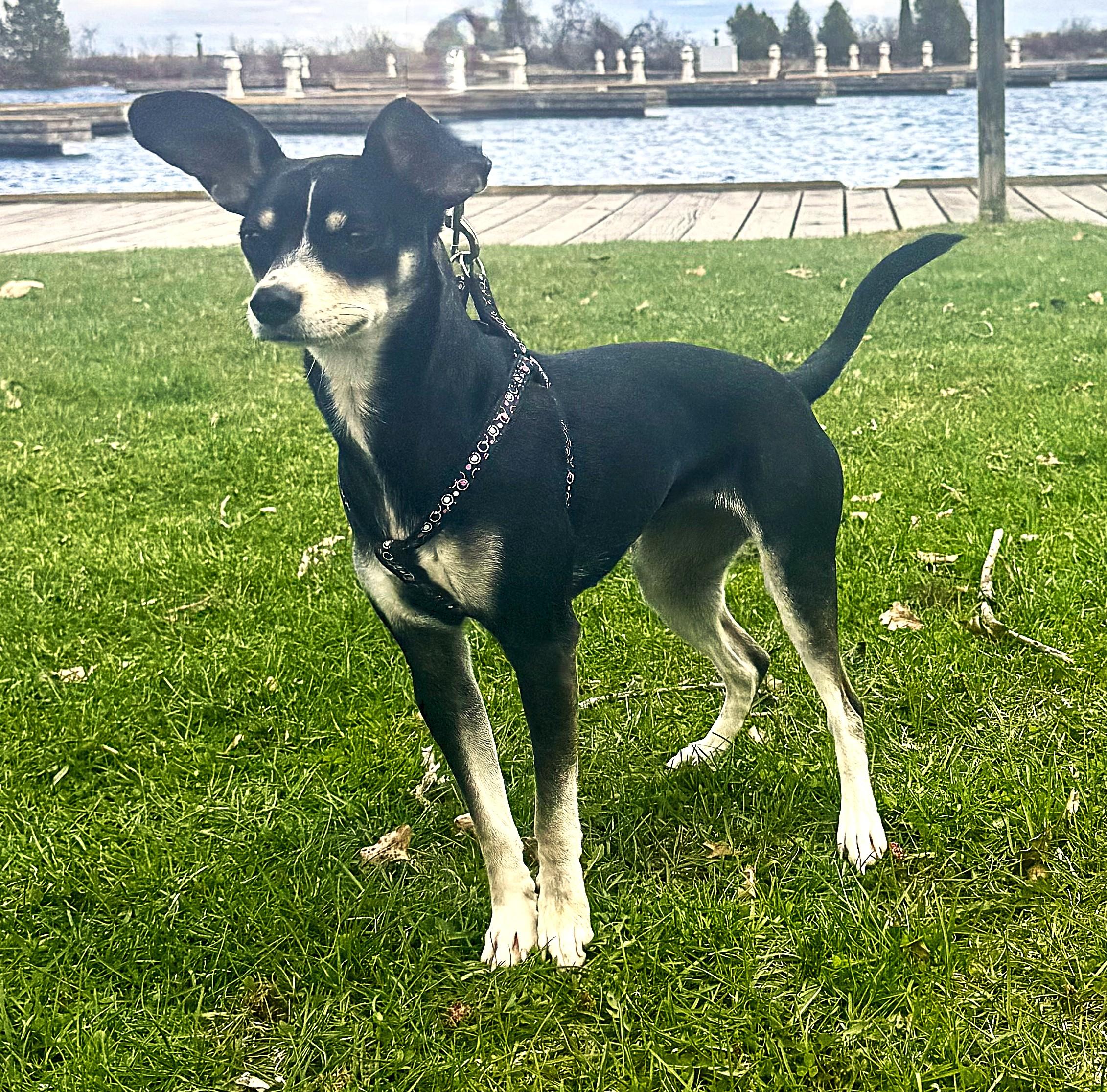 Rhemi, adopted, Young Female Rat Terrier.