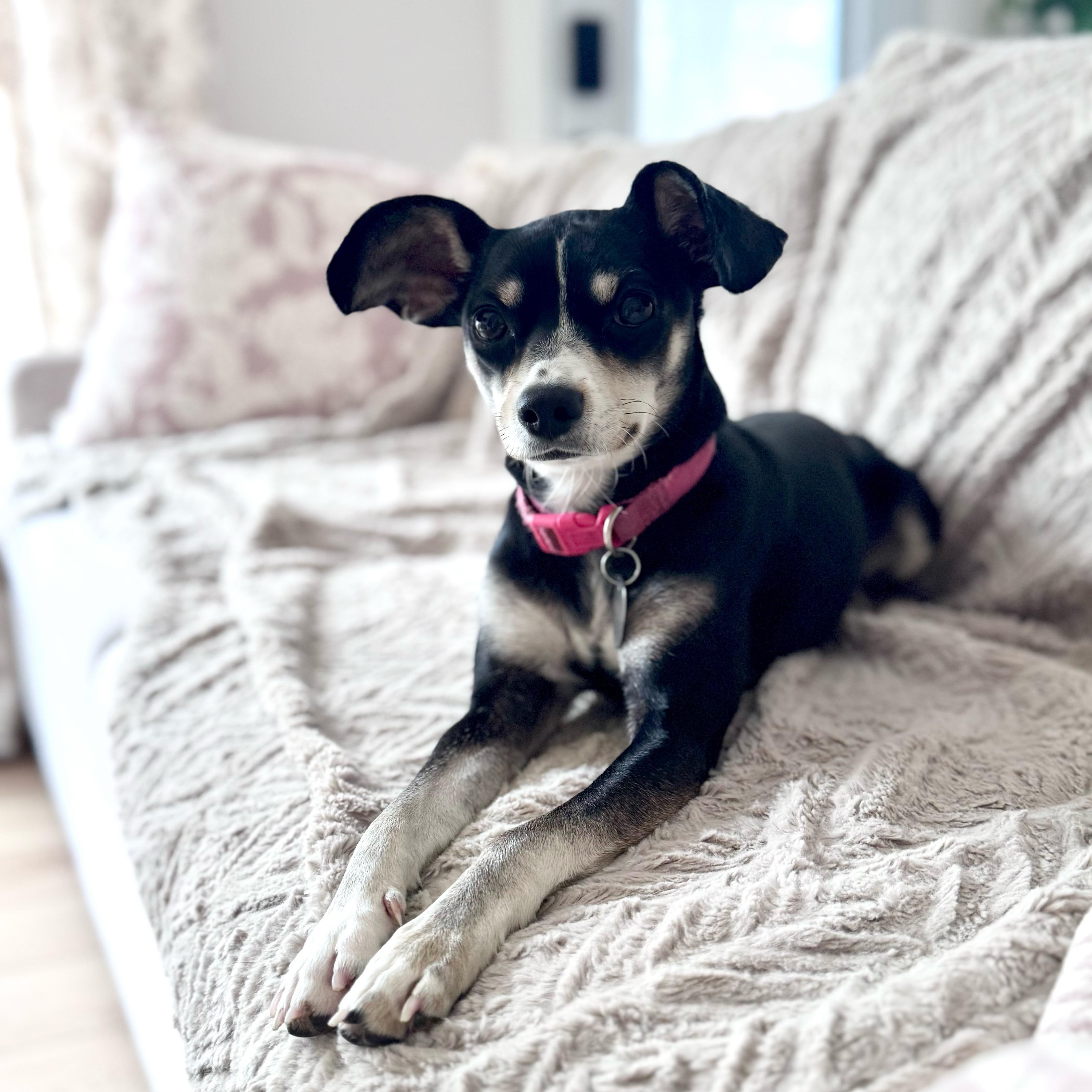 Rhemi, an adopted mixed breed in Orillia, ON image 3/4