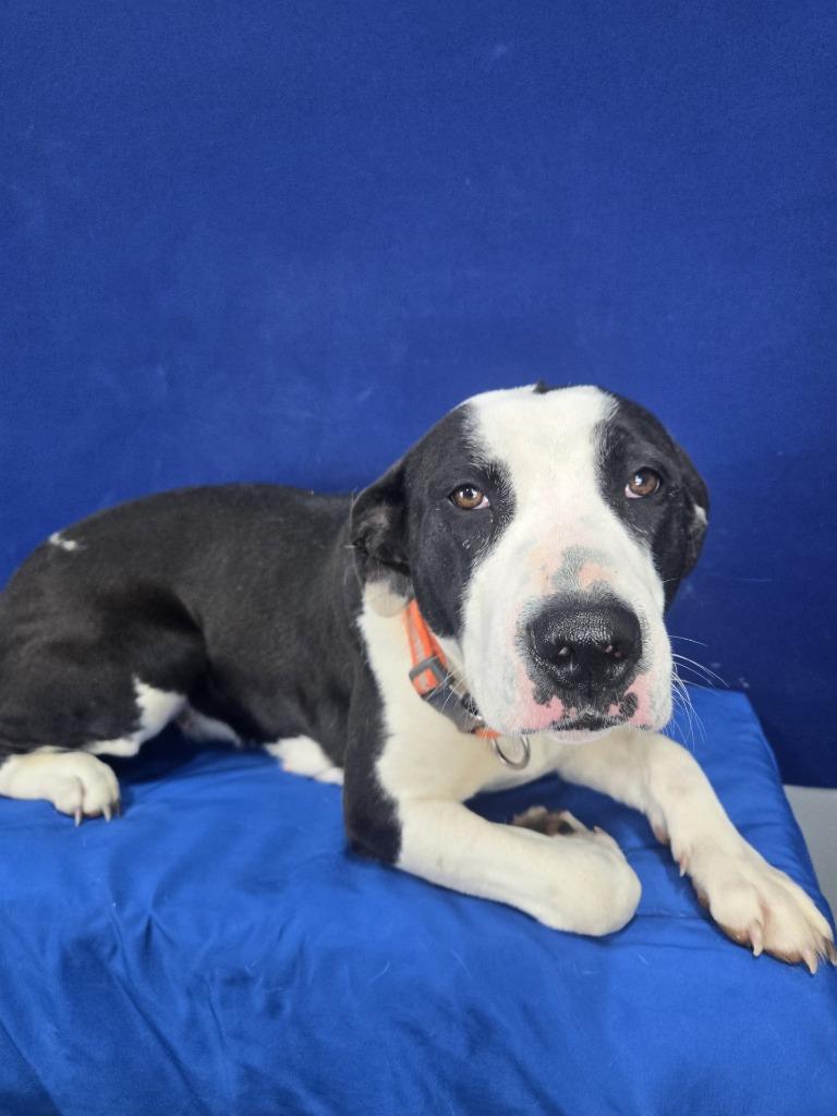 Sugar Rush, Adoptable, Adult Female Mixed Breed.