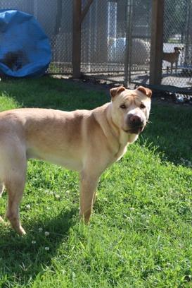 Enlarge Sully, a ADOPTABLE mixed breed in Martinsville, VA image 2/2