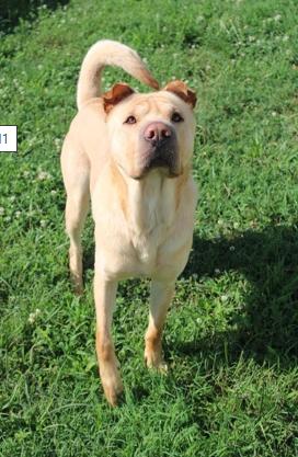 Sully, ADOPTABLE, Adult Male Shar-Pei.