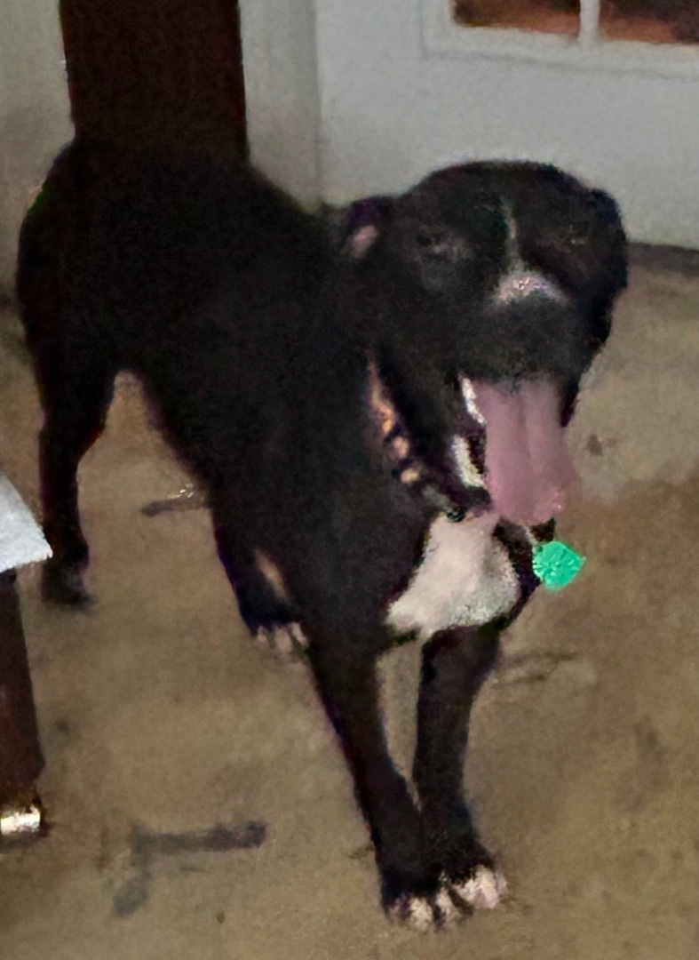 Hope, Young Female Labrador Retriever