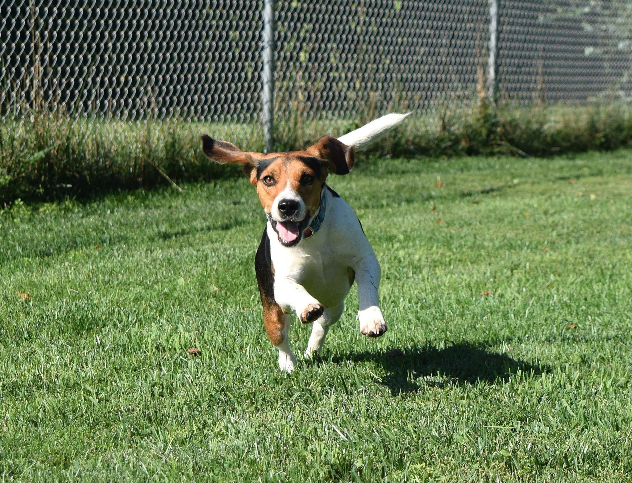 Enlarge Amos, a Adopted Beagle in Tomah, WI image 5/5