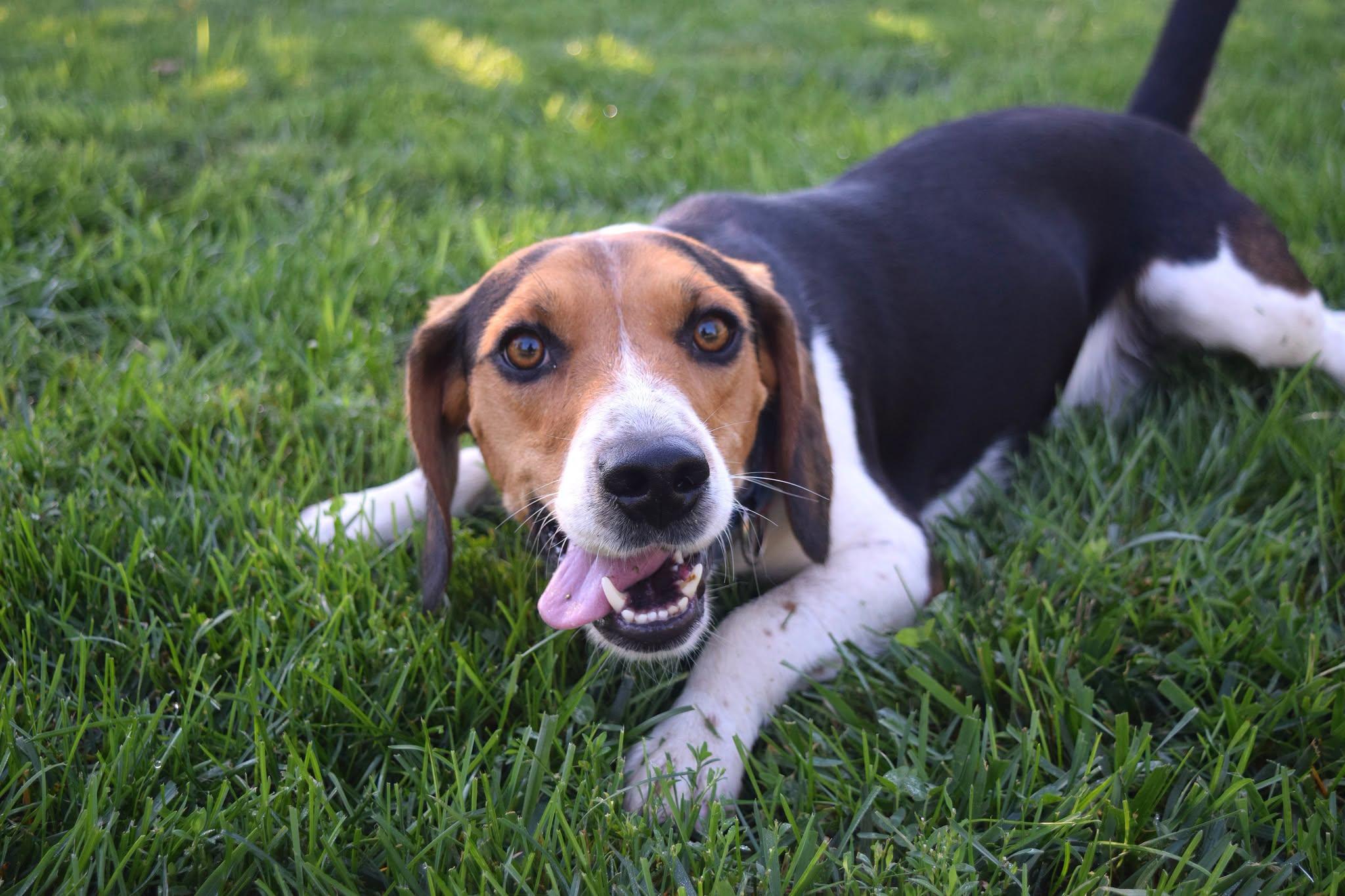 Amos, Adopted, Young Male Beagle.