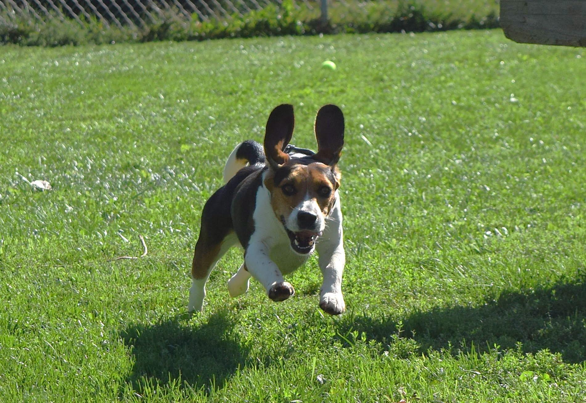 Enlarge Amos, a Adopted Beagle in Tomah, WI image 2/5