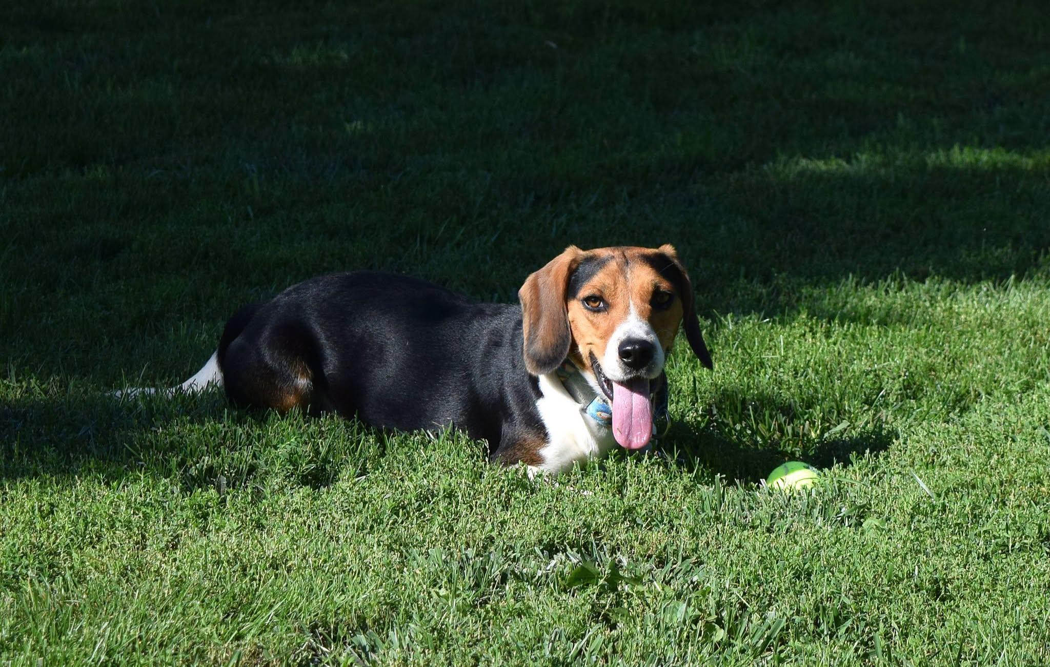 Enlarge Amos, a Adopted Beagle in Tomah, WI image 3/5