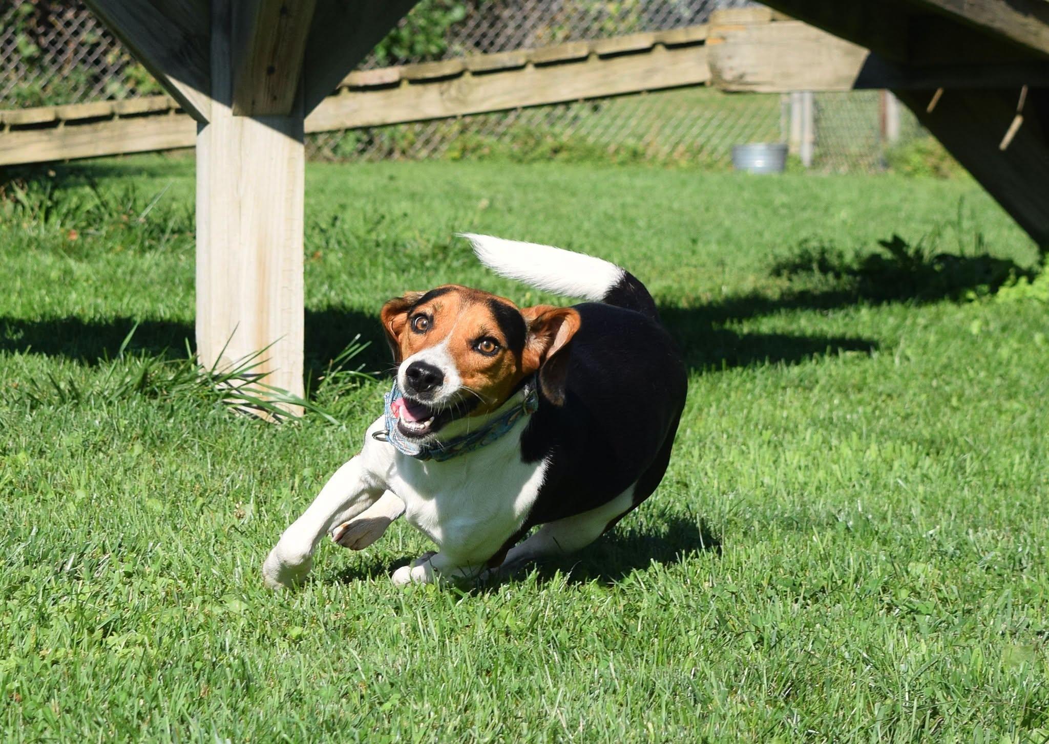 Enlarge Amos, a Adopted Beagle in Tomah, WI image 4/5