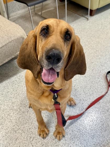 Velma, ADOPTABLE, Adult Female Bloodhound.