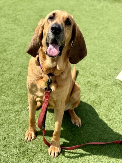 Enlarge Velma, a ADOPTABLE Bloodhound in Downers Grove, IL image 2/3
