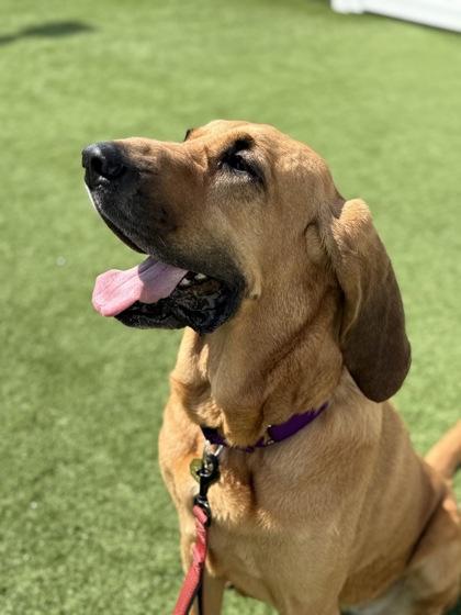 Enlarge Velma, a ADOPTABLE Bloodhound in Downers Grove, IL image 3/3
