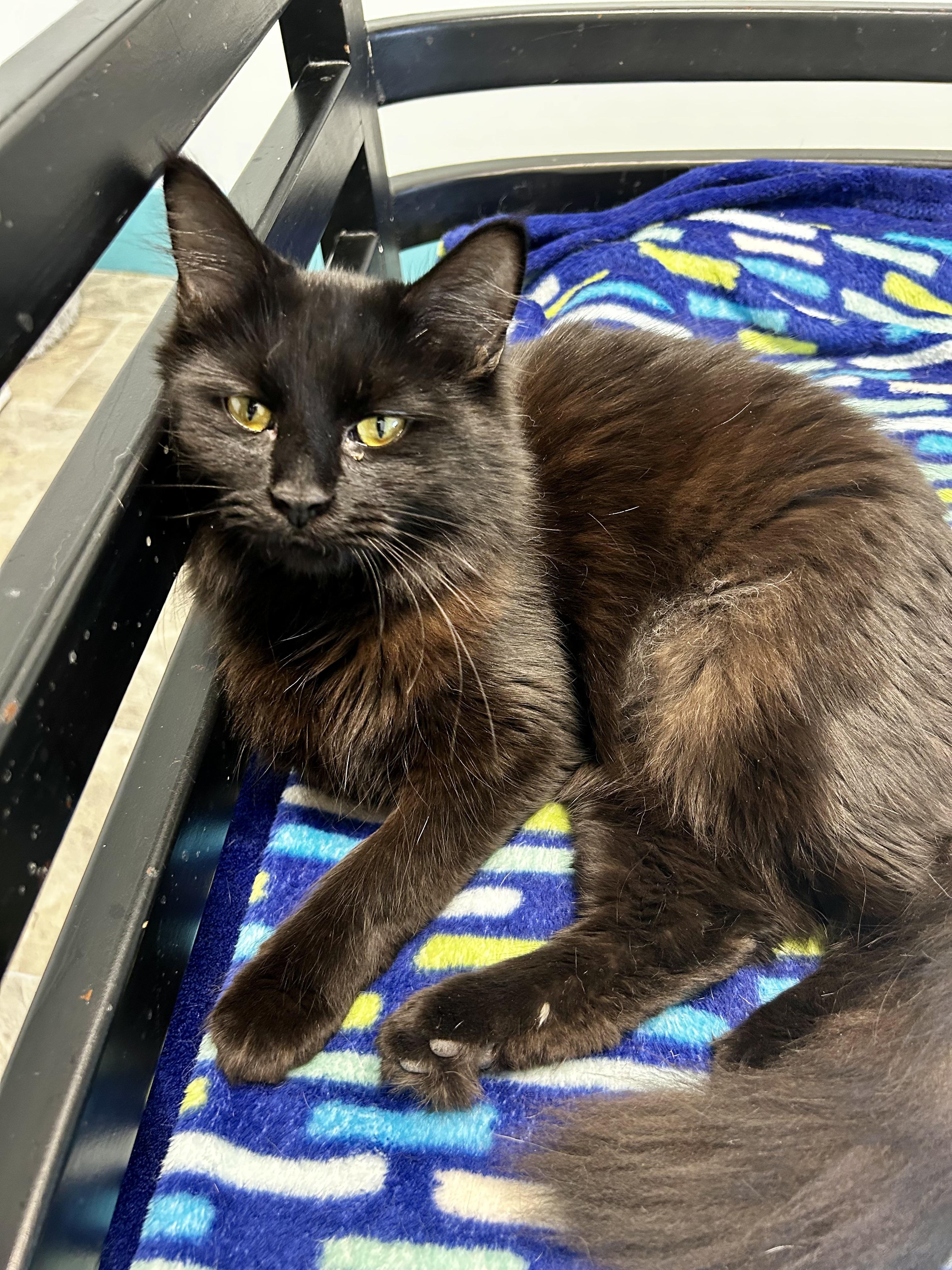 Hannah Rose - ADOPTION PENDING, Adoptable, Young Female Domestic Medium Hair.