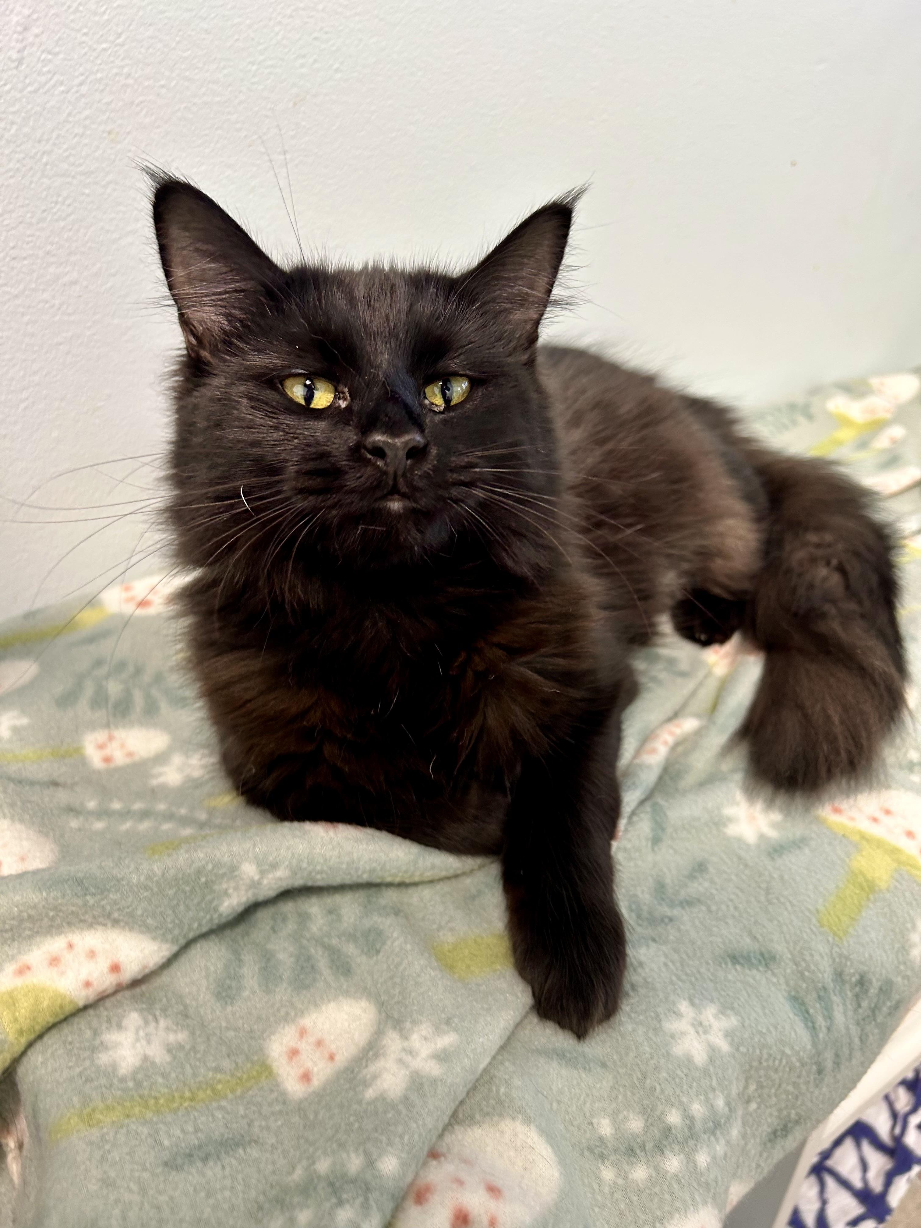 Enlarge Hannah Rose - ADOPTION PENDING, a Adoptable Domestic Medium Hair in Grand Rapids, MI image 5/6