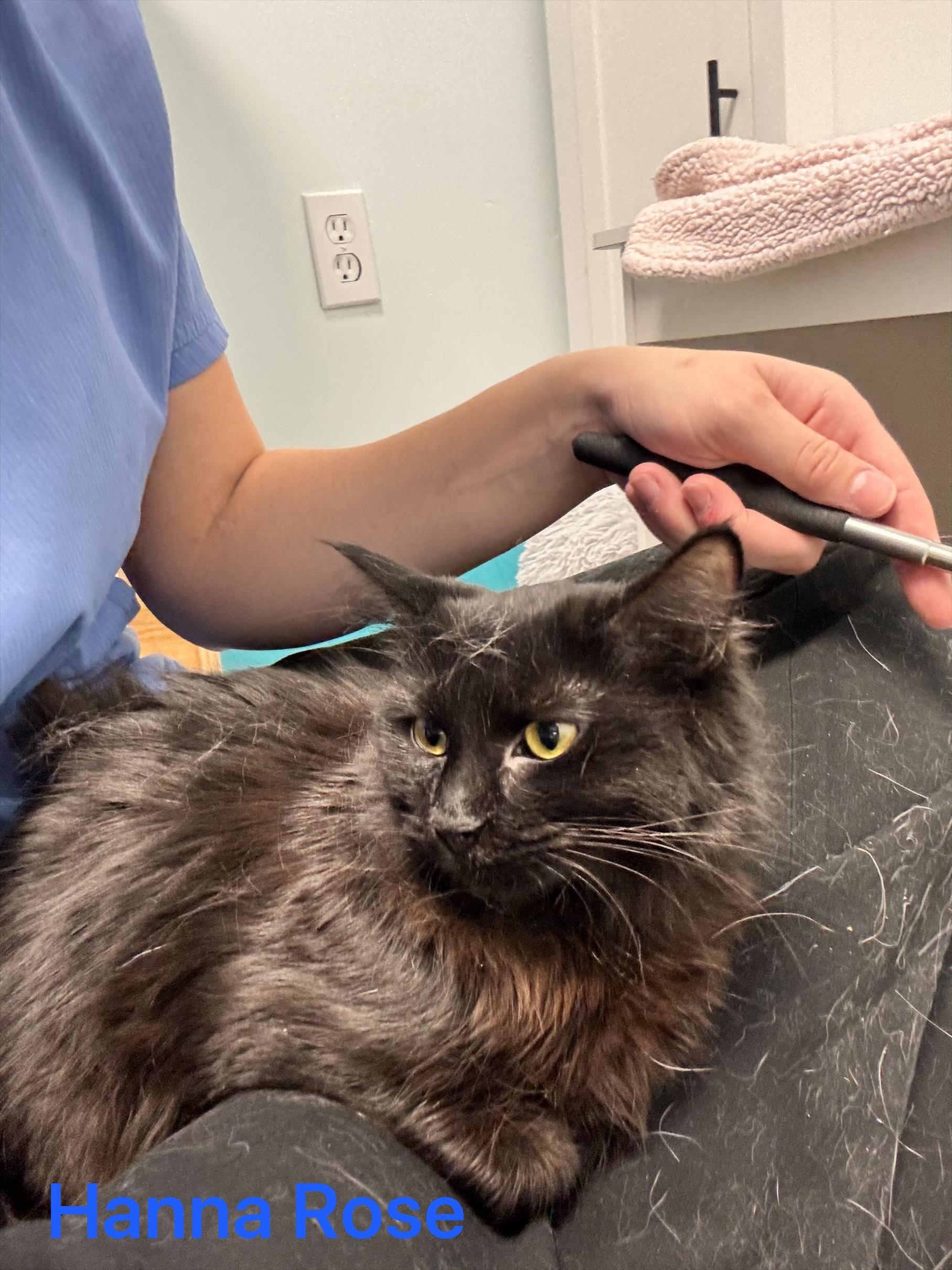 Enlarge Hannah Rose - ADOPTION PENDING, a Adoptable Domestic Medium Hair in Grand Rapids, MI image 4/6