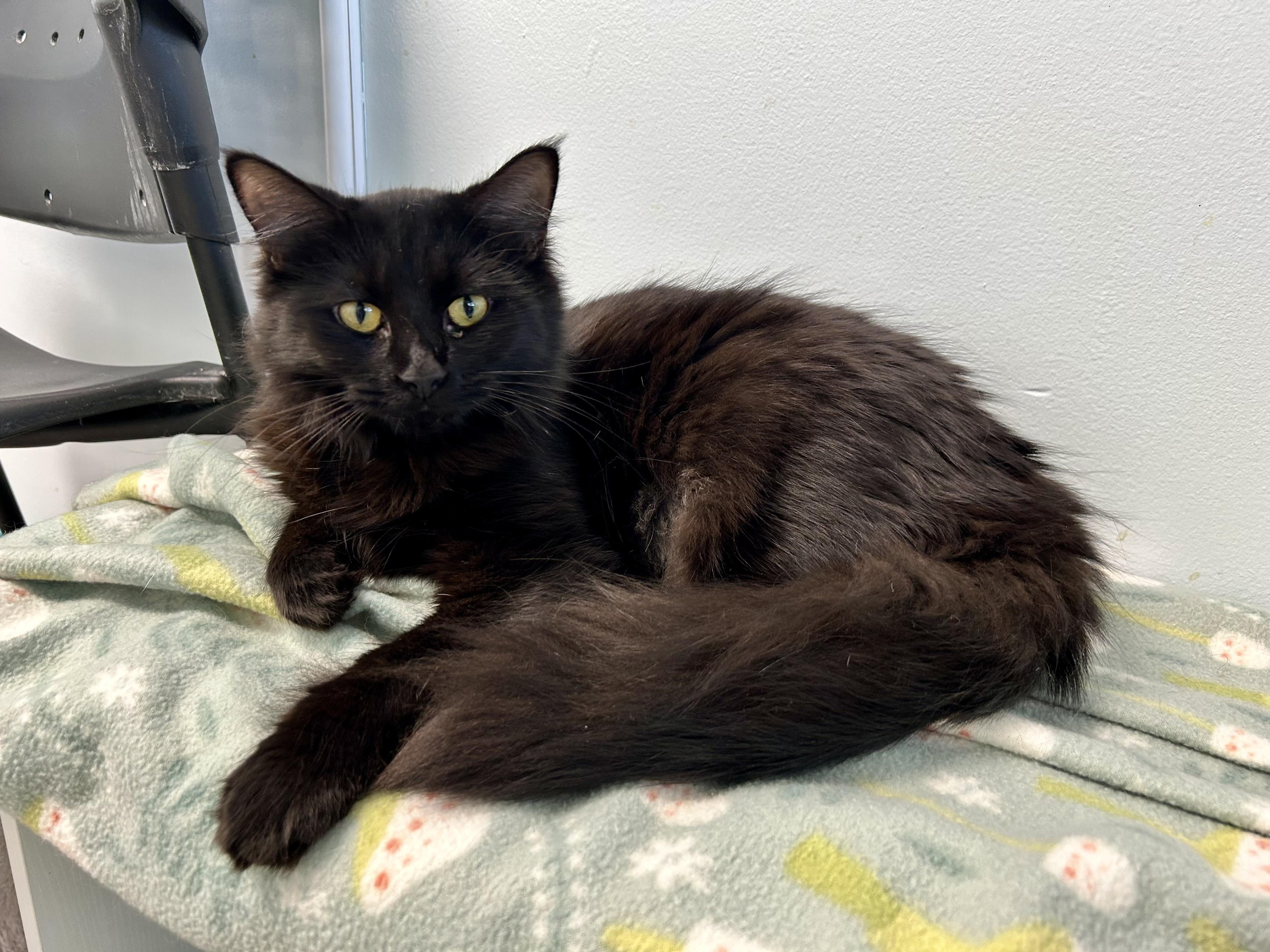 Enlarge Hannah Rose - ADOPTION PENDING, a Adoptable Domestic Medium Hair in Grand Rapids, MI image 6/6