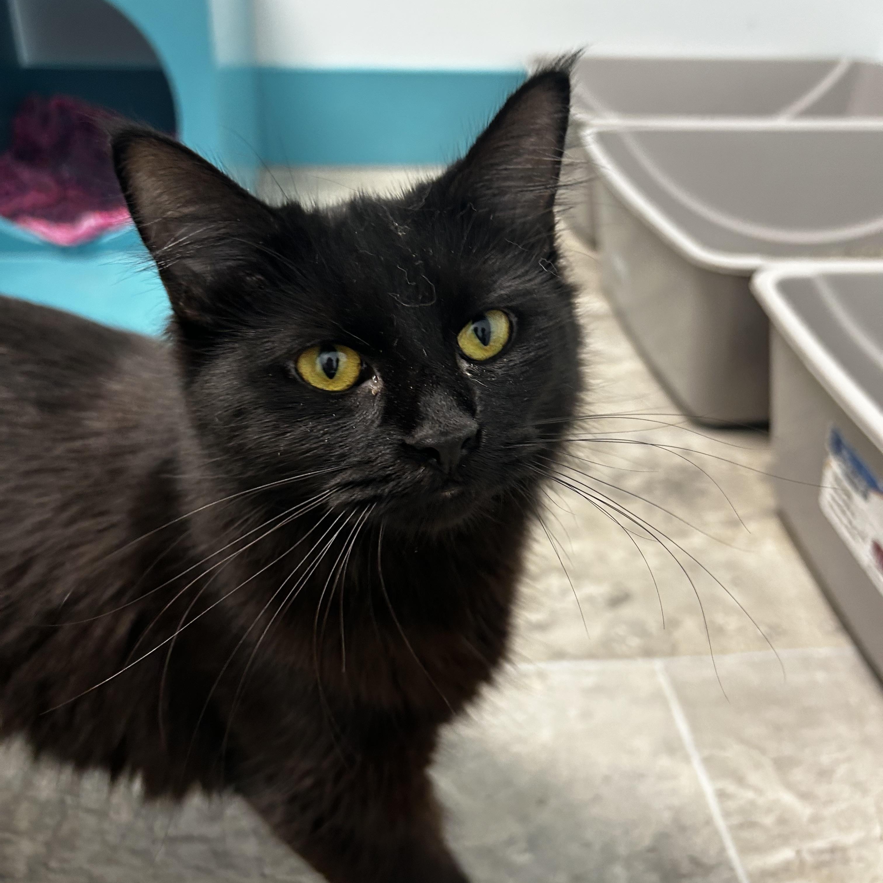 Enlarge Hannah Rose - ADOPTION PENDING, a Adoptable Domestic Medium Hair in Grand Rapids, MI image 2/6