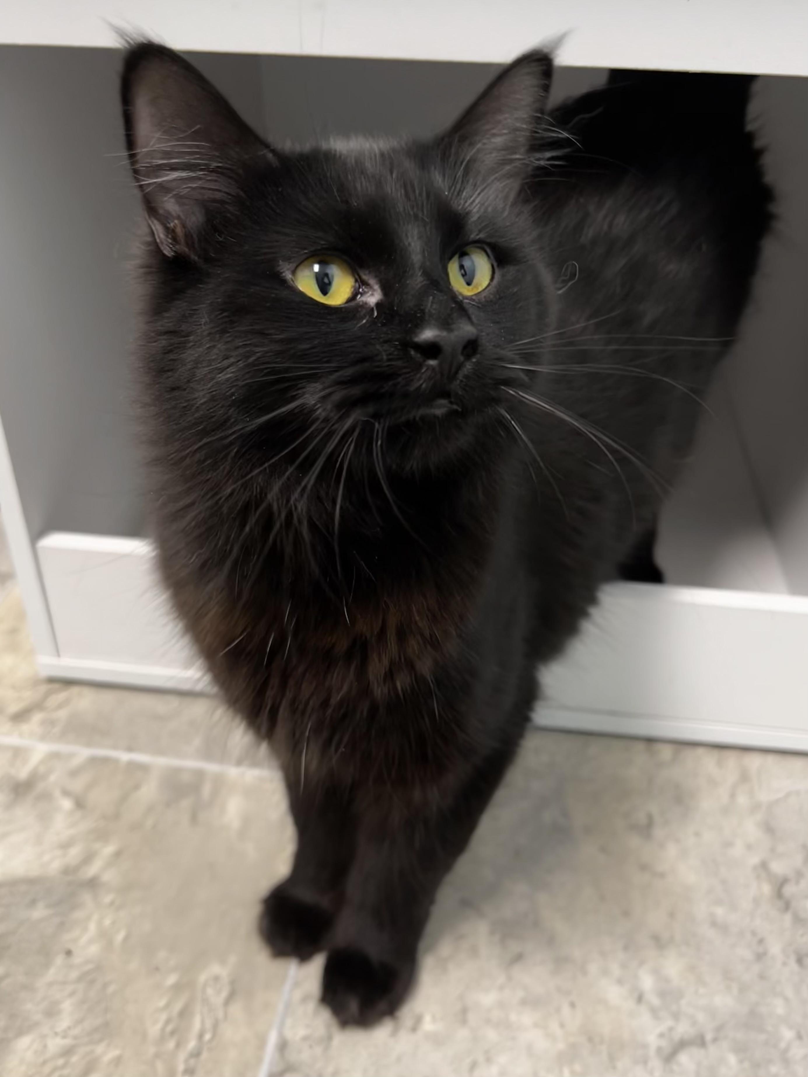 Enlarge Hannah Rose - ADOPTION PENDING, a Adoptable Domestic Medium Hair in Grand Rapids, MI image 3/6