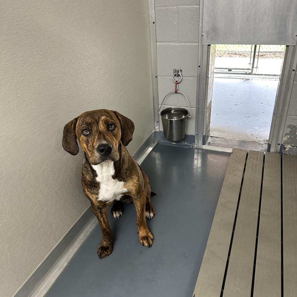 Enlarge Copper, a Adoptable mixed breed in Galax, VA image 1/6