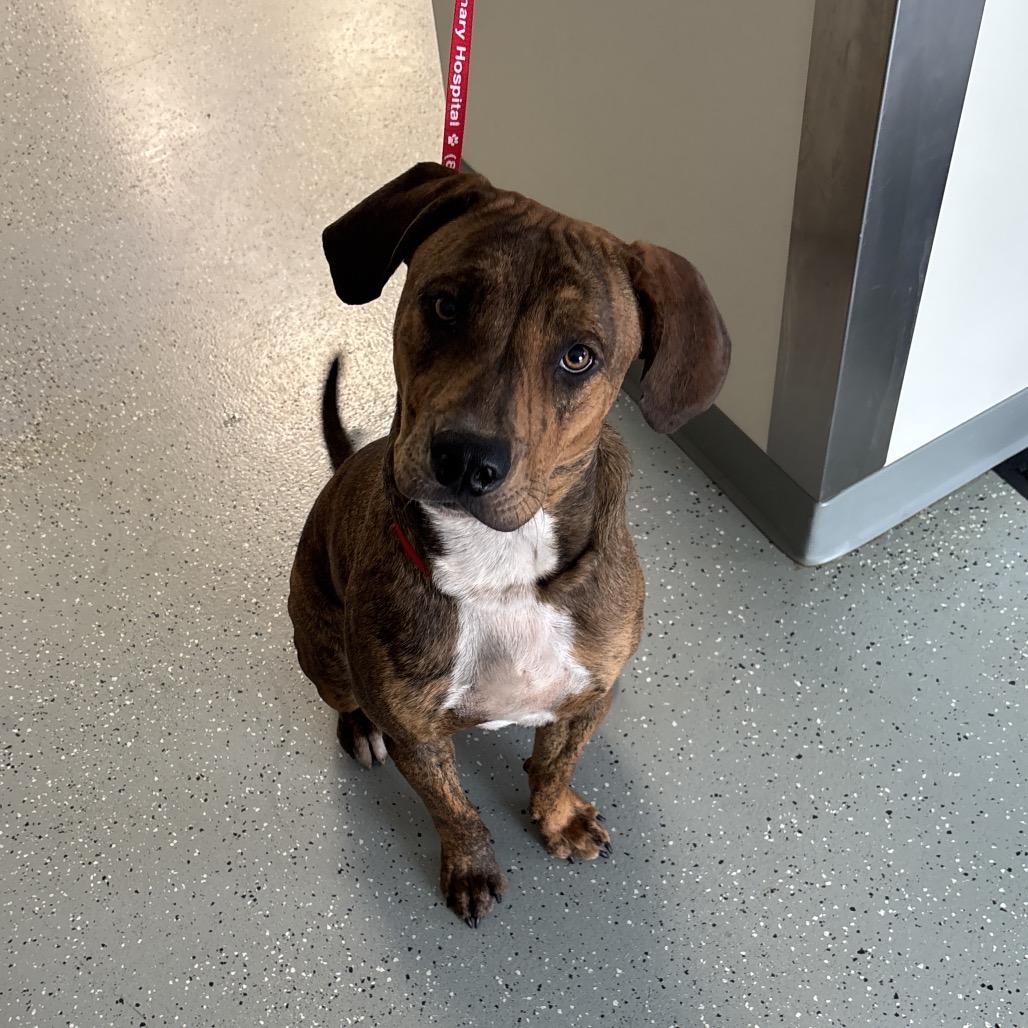 Enlarge Copper, a Adoptable mixed breed in Galax, VA image 2/6