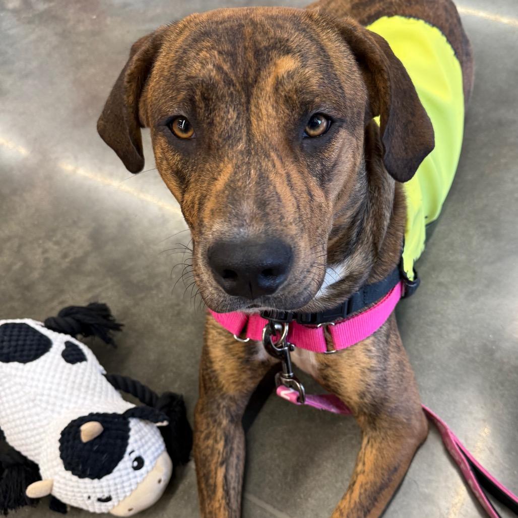 Enlarge Copper, a Adoptable mixed breed in Galax, VA image 3/6